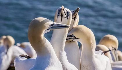 开云体育下载-哈兰德连续6场破门，英超锋线无可匹敌，哈兰德联赛进球